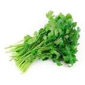 Cilantro