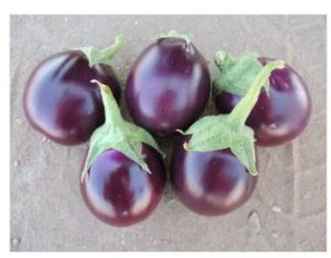 Eggplant Round